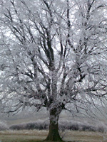 Old lime tree in Szokolya in the winter (Photo: Mt Lachegyi)