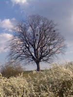 Old lime tree in Szokolya in spring (Photo: Mt Lachegyi)
